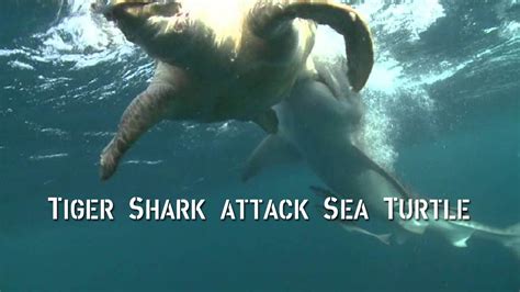 WATCH: Tiger shark battles sea turtle off of Hawaii